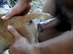 Zoo Porn
